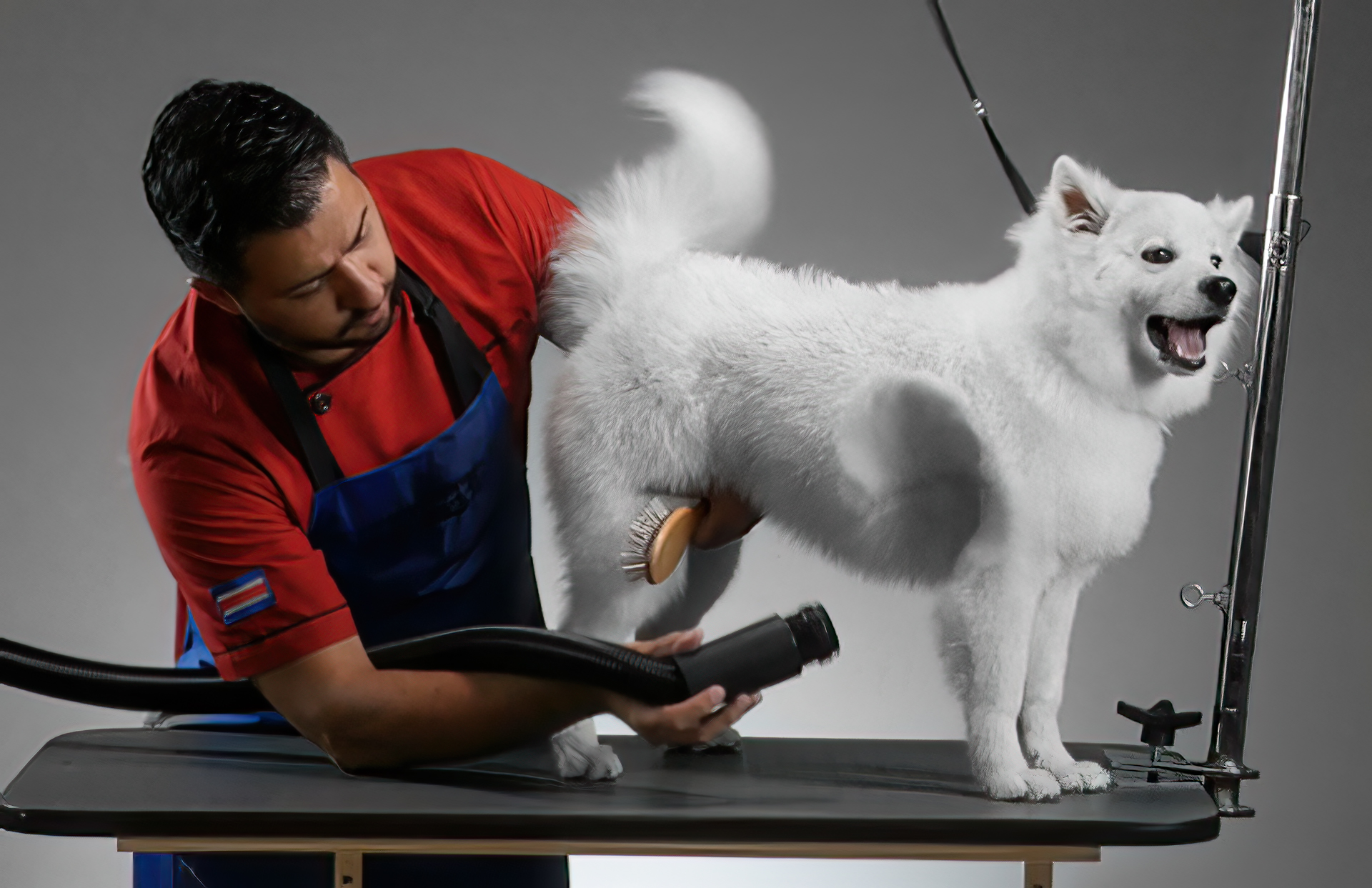 Módulo: La estética en perros y gatos